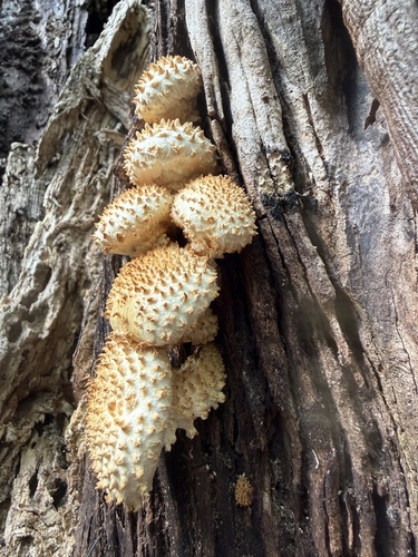 Sharp-scaly Pholiota