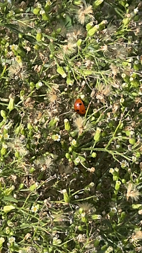 Seven-spotted Lady Beetle