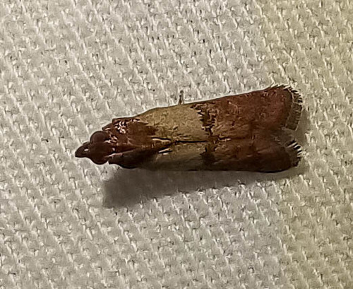Indian-Meal Moth