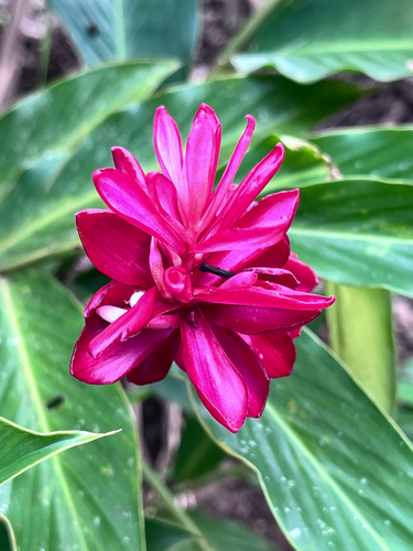 Red Ginger