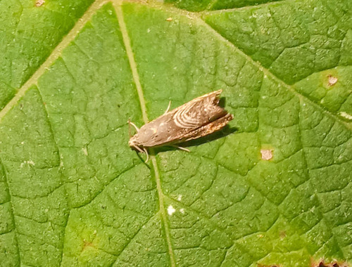 Eurasian Hemp Moth