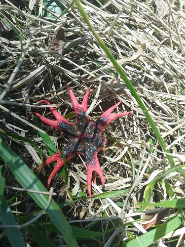 anemone stinkhorn fungus