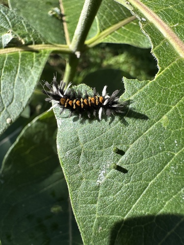 Milkweed Tussock Moth