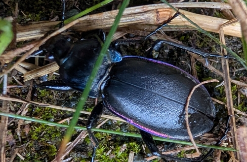 Violet ground beetle