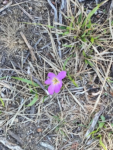 False Meadow Saffron