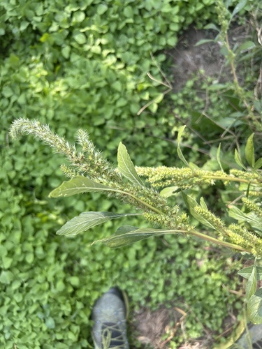Redroot Amaranth