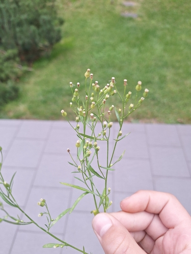 horseweed