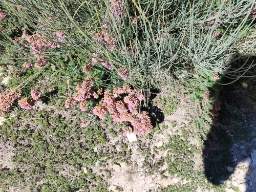 Bell Heather