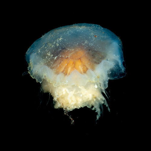 Lion's Mane Jelly