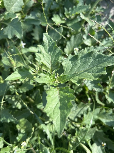 black nightshade