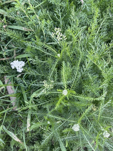 common yarrow