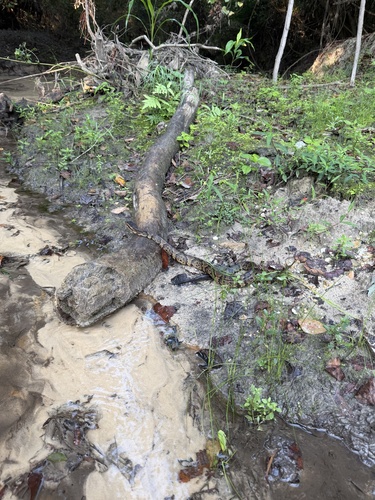 Northern Cottonmouth