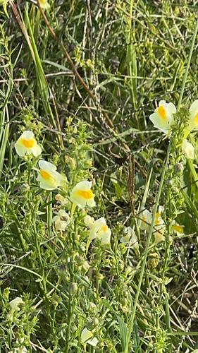 common toadflax