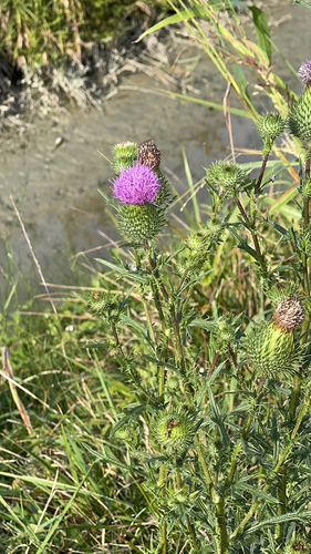 Bull Thistle