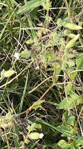 white campion