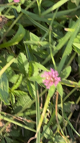 Red Clover