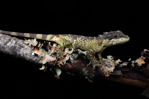 Banded japalure