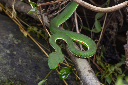 Chinese Green Tree Viper