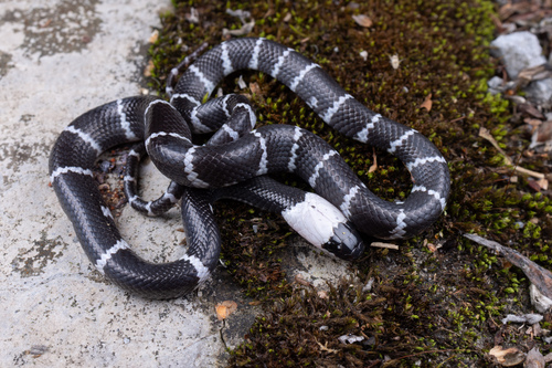 Namdong Wolf Snake