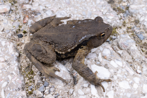 North Vietnam Toad