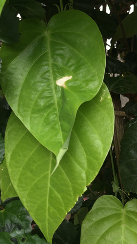 Passiflora ligularis image