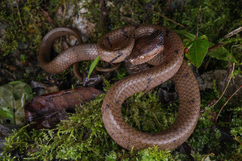 Baise slug-eating snake