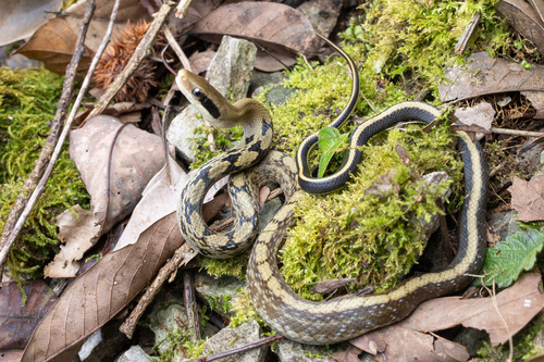 Beauty Ratsnake