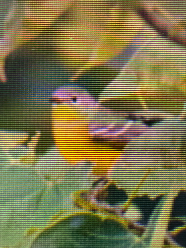 Magnolia Warbler