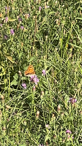 Wall Brown
