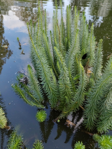 Common Mare's Tail