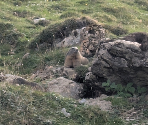 Alpine Marmot