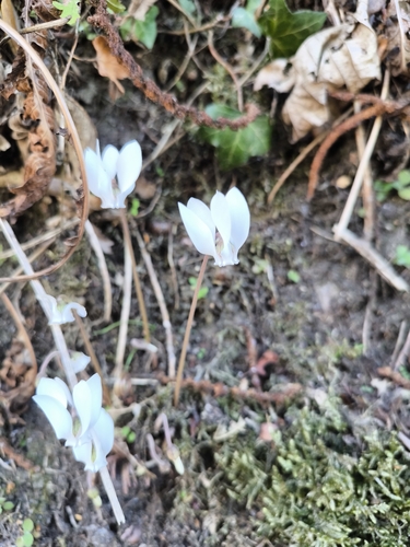 Ivy-leaved cyclamen