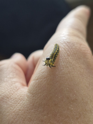 Introduced Pine Sawfly