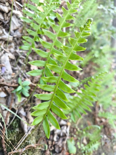 polypody ferns