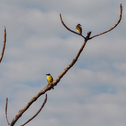 Great Kiskadee