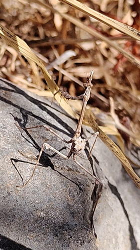Mediterranean Conehead Mantis