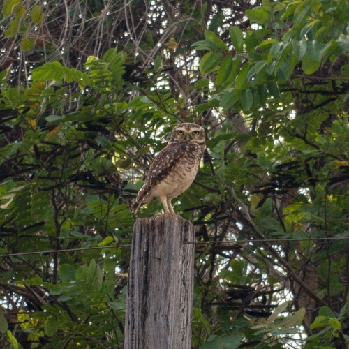 Burrowing Owl