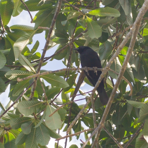 Chopí Blackbird