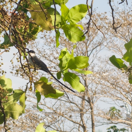 Fork-tailed Flycatcher