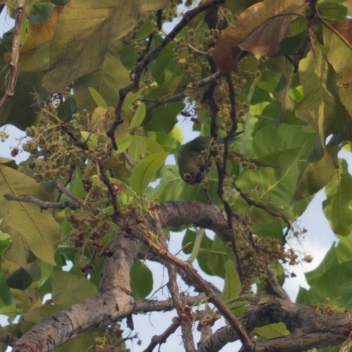 Peach-fronted Parakeet