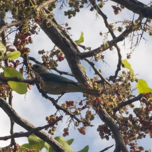 Sayaca Tanager