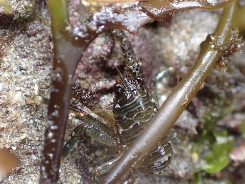 Black Squat Lobster