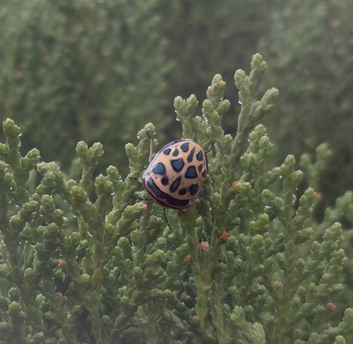 Picasso Bug