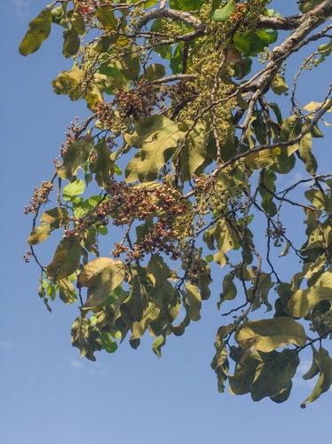 Sandpaper tree