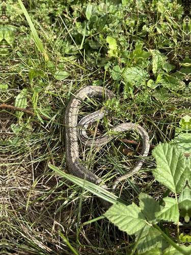 Smooth Snake