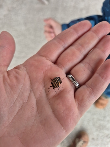 European Striped Shield Bug