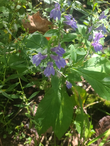 great blue lobelia