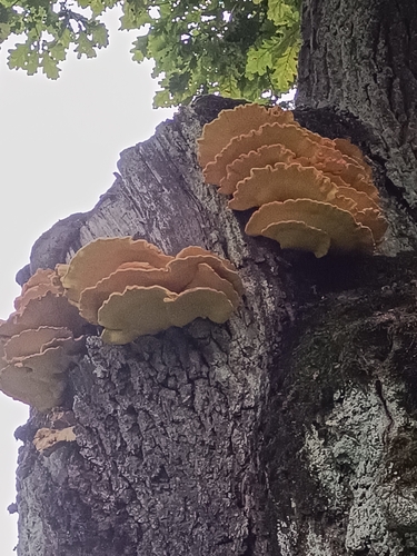 chicken of the woods