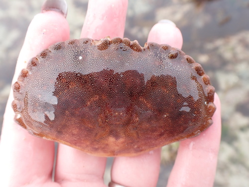 Edible Crab