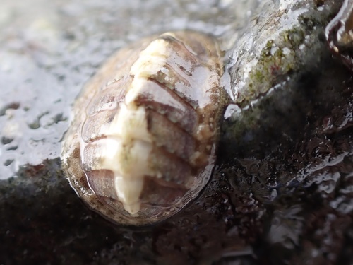 Grey Mail-shell